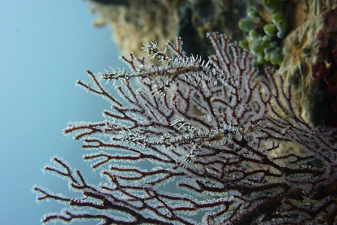 Try Scuba DIVING With BALI DIVING at TULAMBEN - Related Activities and Nearby Attractions