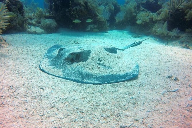 Try Scuba Diving With Professional Scuba Instructor - Meeting and Pickup