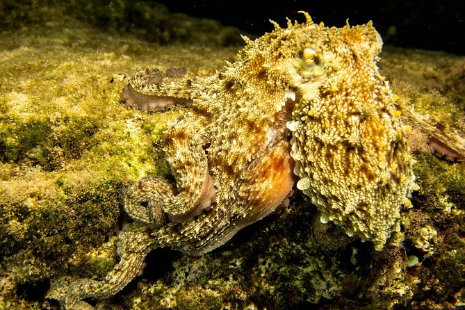 Try Scuba in Crete (For Beginners) - Reviews and Ratings
