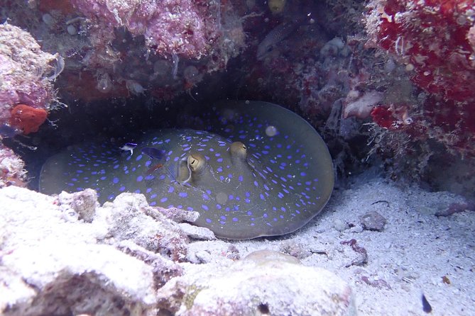 TRY SCUBA (Non Diver) - Whats Included