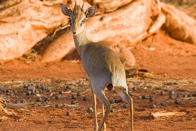 Tsavo East 1 Day Safari, Beach To Beach In 4wd Jeep - Explore Tsavo National Park