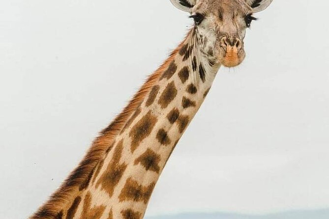 Tsavo East and Ngutuni Sanctuary Safari 3 Days From Mombasa - Transportation and Pickup