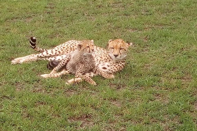 Tsavo East & West, Amboseli 5days From Mombasa - Inclusions
