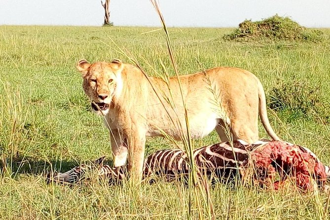Tsavo East & West, Amboseli 5days From Mombasa - Pickup and Accessibility