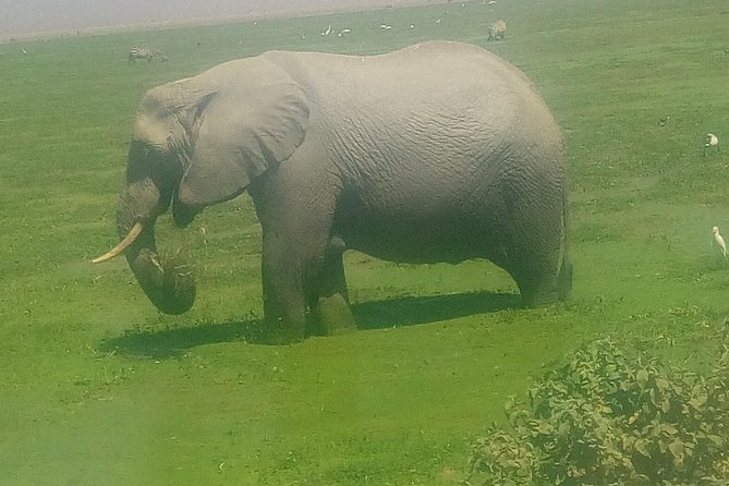 Tsavo East & West, Amboseli 5days From Mombasa - Exploring Tsavo East