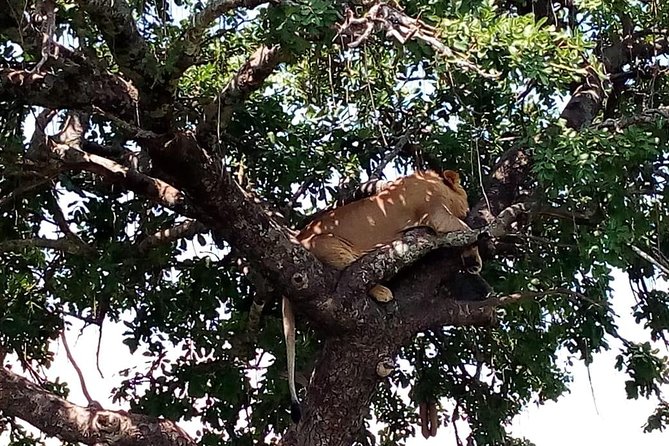 Tsavo East & West, Amboseli 5days From Mombasa - Experiencing Amboseli