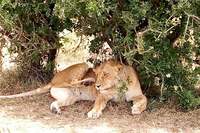 Tsavo National Park Small Group Day Trip - Inclusions