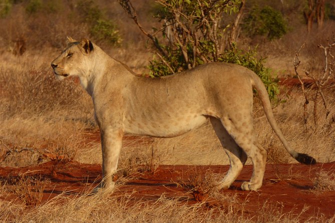 Tsavo National Park Small Group Day Trip - Wildlife Sightings