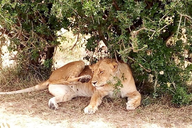 Tsavo National Park Small Group Day Trip - Tour Duration