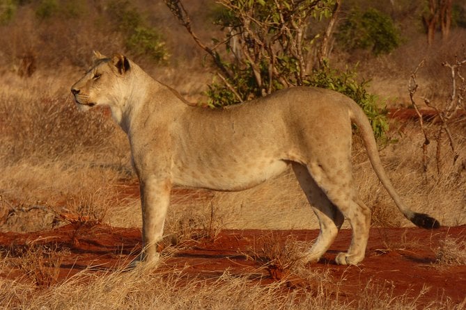 Tsavo National Park Small Group Day Trip - Recommended Attire