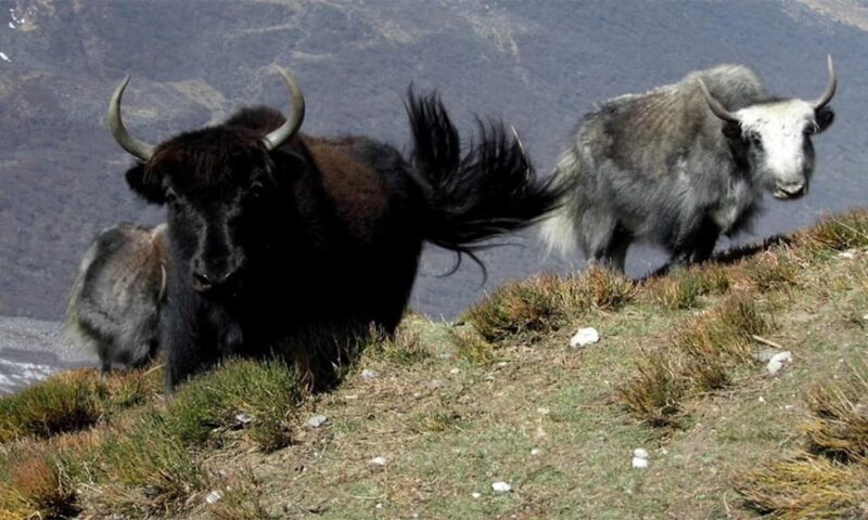 Tserko Ri: A Hikers Ultimate Challenge in Langtang Region - Accommodation and Dining Arrangements