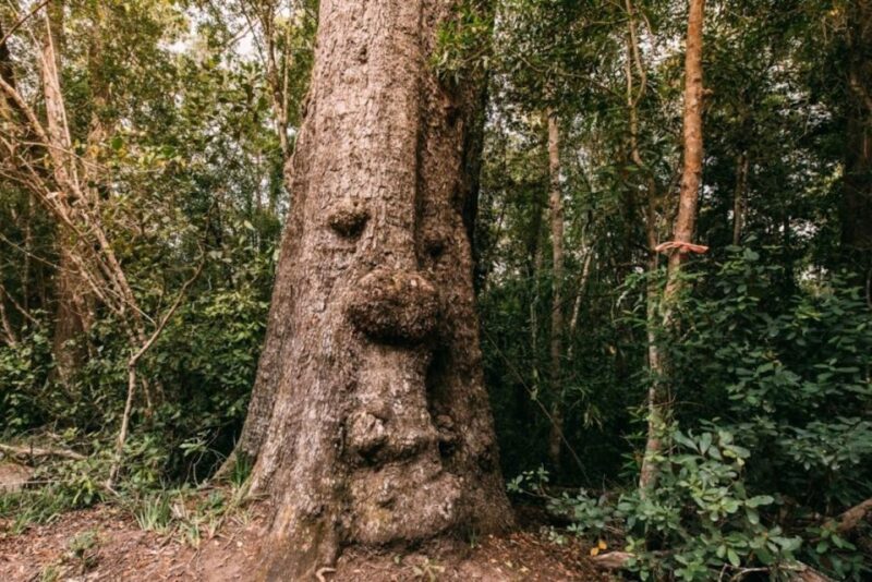 Tsitsikamma National Park: 1 or 2-Hour Segway Tour - The Mighty 1,000-Year-Old Tree