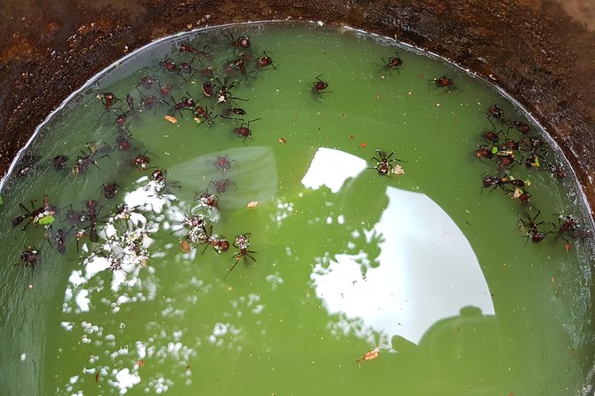 Tucandeira Ants Indigenous Ritual - Considerations for Travelers