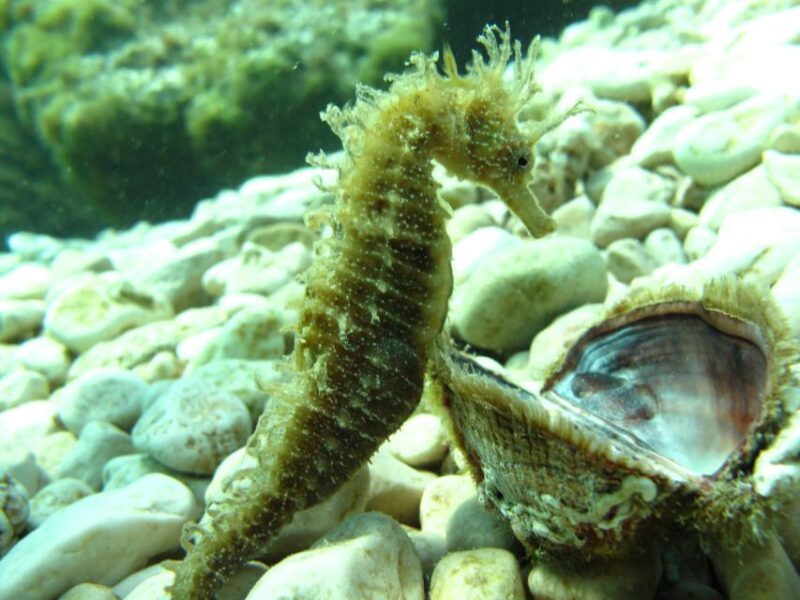 TučEpi: Adriatic Sea Diving Lessons With Guided Dive & Gear - Booking and Cancelation