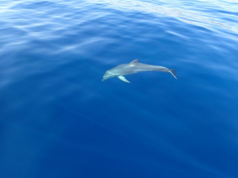 Tucepi: Snorkeling Boat Tour at the Makarska Riviera - Good To Know