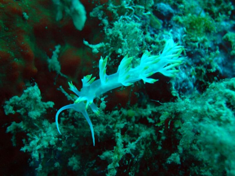 Tucepi: Snorkeling Boat Tour at the Makarska Riviera - Transportation and Meeting Point
