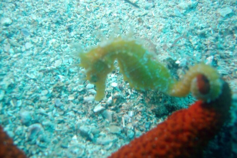 Tucepi: Snorkeling Boat Tour at the Makarska Riviera - Customer Feedback and Ratings