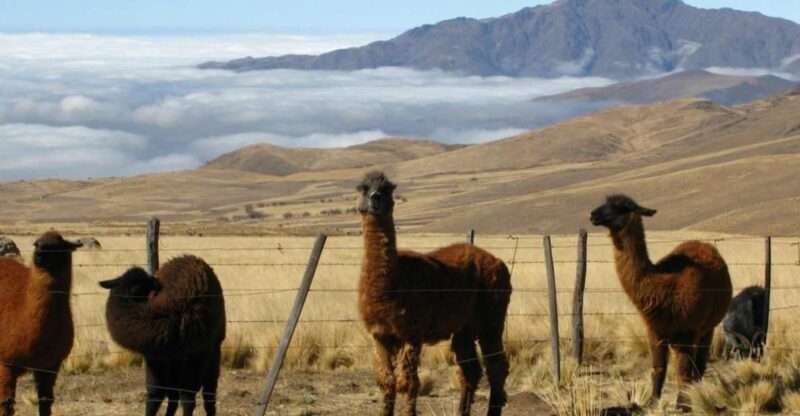 Tucumán: Tafí Del Valle Full Day Tour - Itinerary Highlights