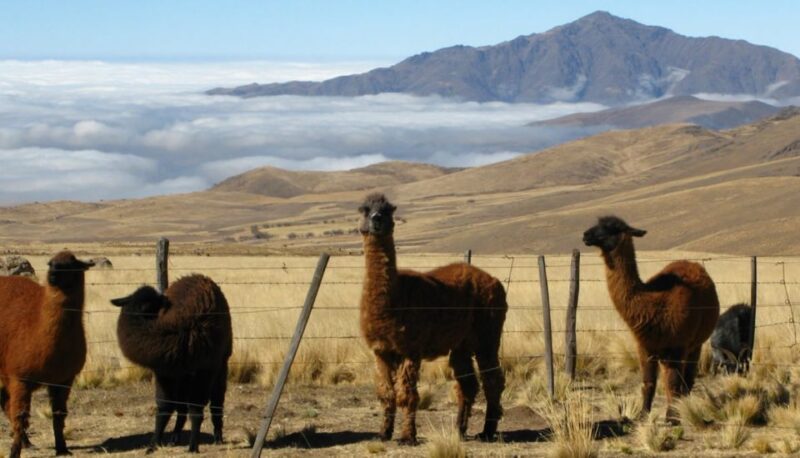 Tucumán: Tafí Del Valle Full Day Tour - Tour Cost and Duration
