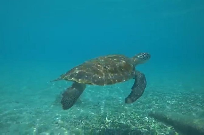 TUGBOAT Snorkeling Trip - Overview of the TUGBOAT Trip