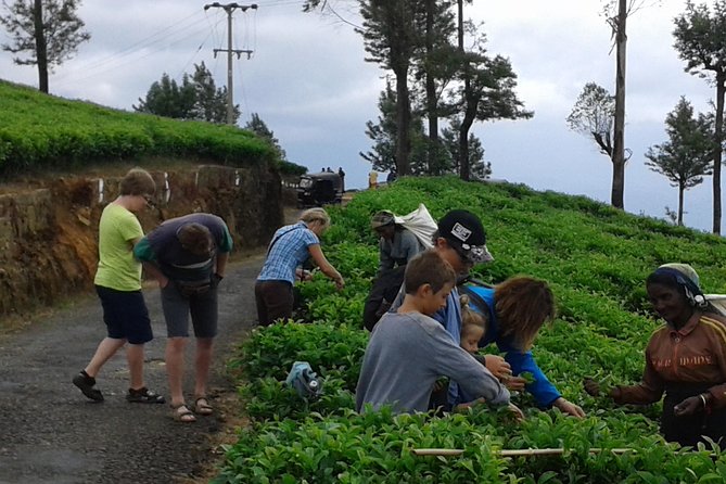 Tuk Tuk Safari and Picnic in the Tea Plantation From Ella,Haputale & Bandarawela - Venture Through the Tea & Spice Plantation