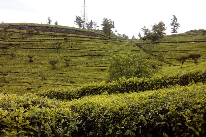 Tuktuk Safari in Tea & Spice Plantation,View Points,Upper Diyaluma Waterfalls, - Cancellation Policy