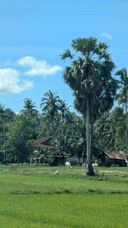 Tuktuk Tour: Visit Pepper Farm, Salt Field & Secret Lake - An Overview of the Kampot Countryside Tuk Tuk Experience