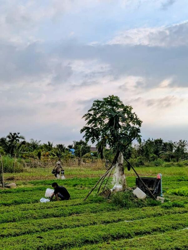 Tuktuk Tour: Visit Pepper Farm, Salt Field & Secret Lake - Value and Cost