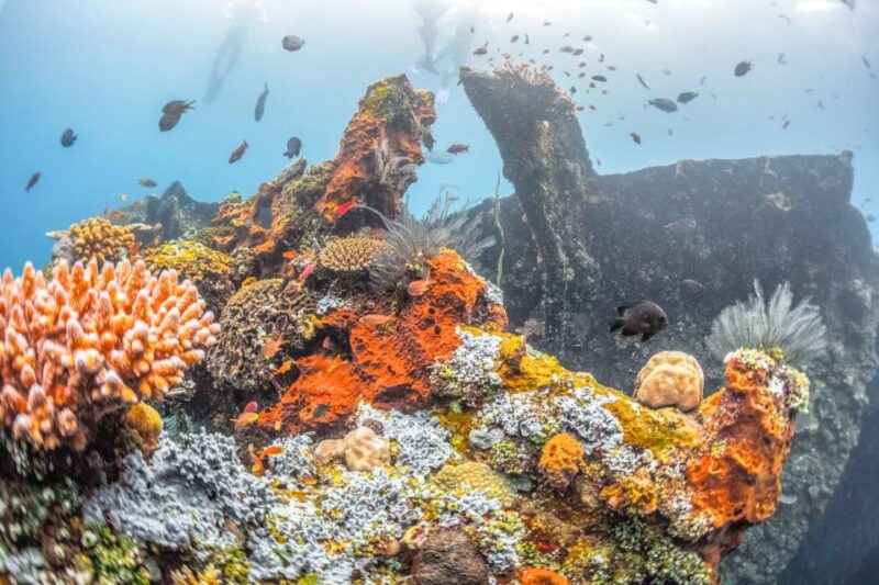 Tulamben: USAT Liberty Shipwreck Full-Day Snorkeling Trip - USAT Liberty Shipwreck Exploration