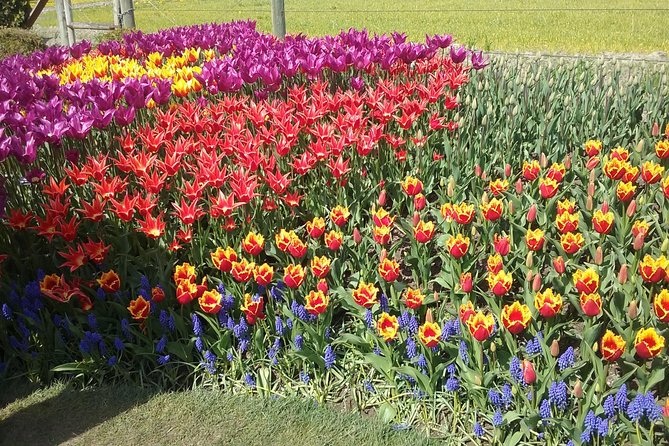 Tulip Festival and Skagit Valley Tour - Itinerary for the Day Trip