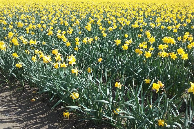 Tulip Festival and Skagit Valley Tour - Tour Departure and Transportation