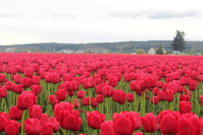 Tulip Festival at Skagit Valley ,La Conner and Deception Pass - Convenient Pickup and Drop-off Options