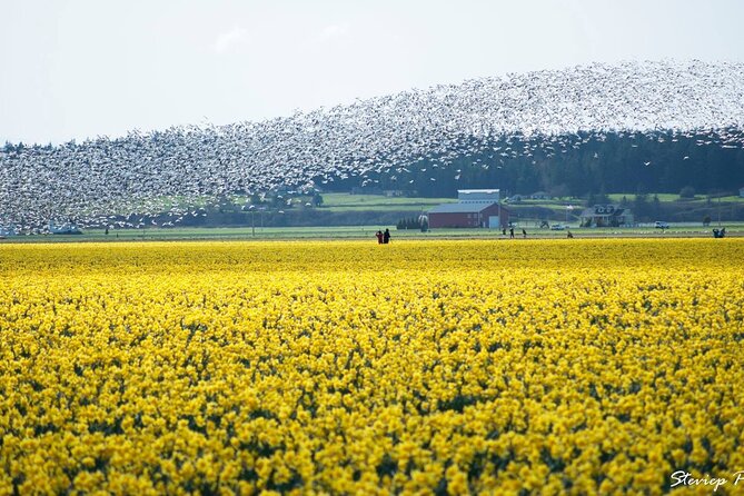 TULIP Festival @ Skagit Valley, La Conner & Deception Pass in SUV - Photographing Scenic Viewpoints
