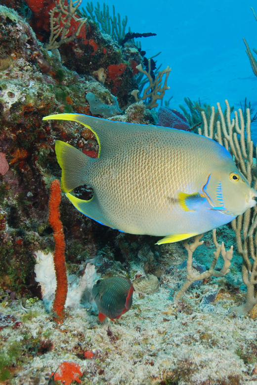 Tulum: 2 Cenotes and Yalku Inlet Snorkel! Buffet All Diets - Inclusions and Equipment