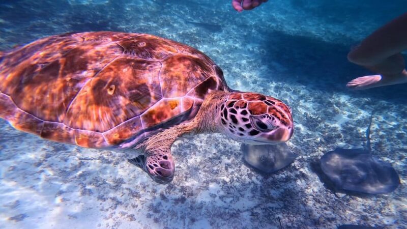 Tulum: 2-Hour Snorkeling in Two Spots of Tulums Reef - Customer Impressions