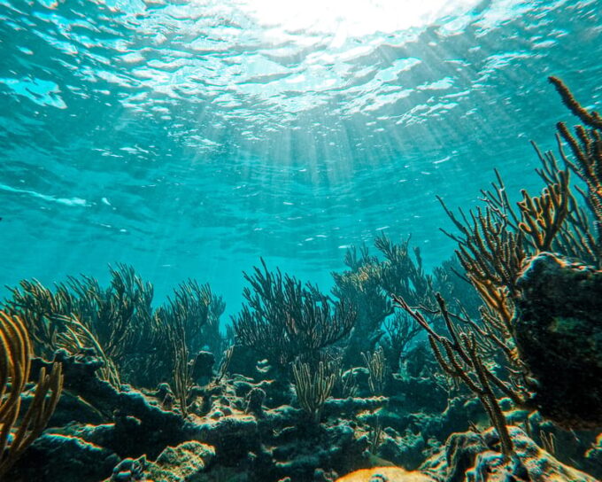 Tulum: 2-Hour Snorkeling in Two Spots of Tulums Reef - Accessibility Considerations
