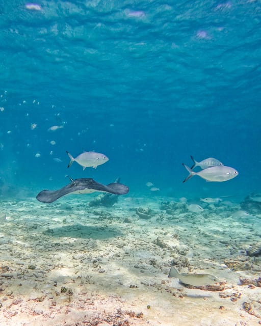 Tulum: 2-Hour Snorkeling in Two Spots of Tulums Reef - Booking and Cancellation