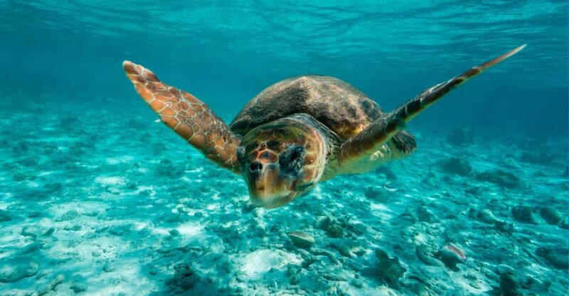 Tulum: 2 Spot Reef Snorkel 1 Hour 30 Minutes - Key Points