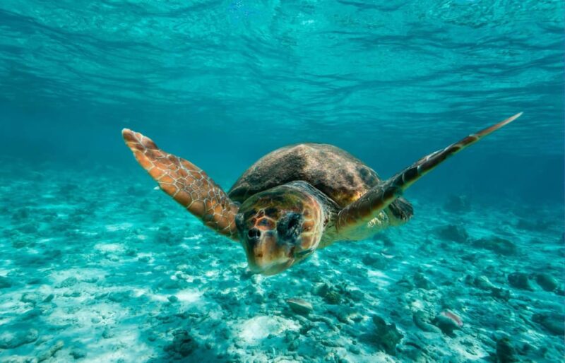 Tulum: 2 Spot Reef Snorkel 1 Hour 30 Minutes - Experience Highlights