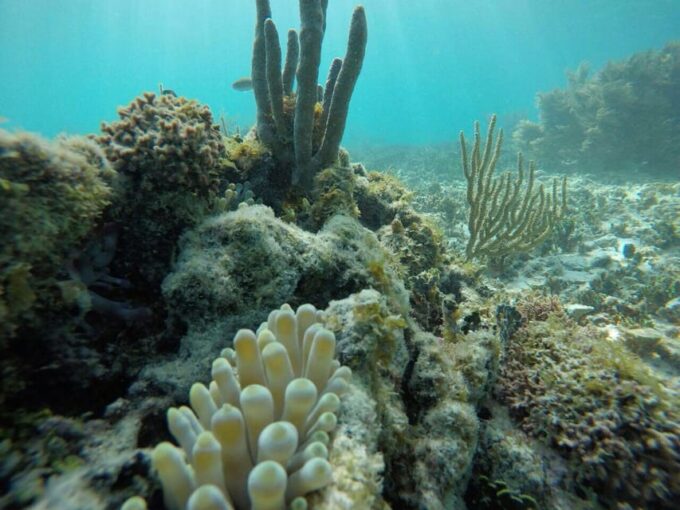 Tulum: 2 Spot Reef Snorkel 1 Hour 30 Minutes - Frequently Asked Questions
