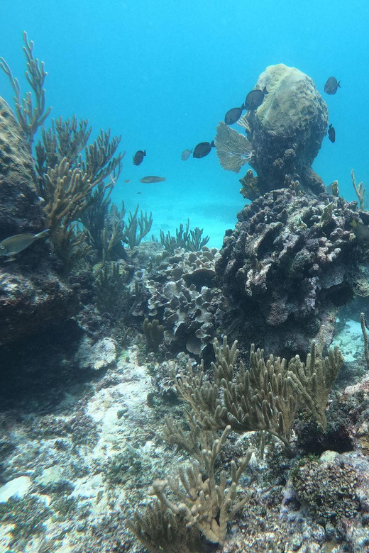 Tulum: 3 Hour Snorkel & Sailing Experience - Key Points