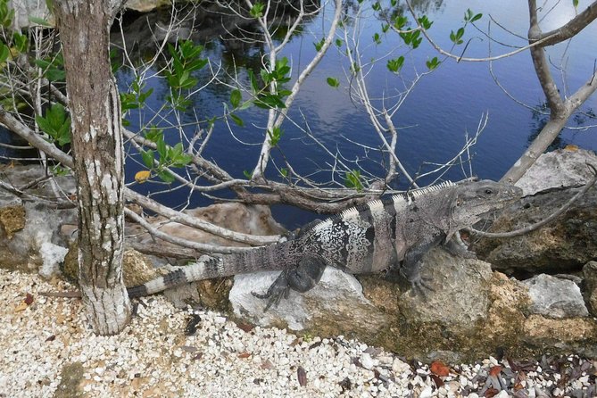 Tulum Adventure (Private, Full Day) - Inclusions