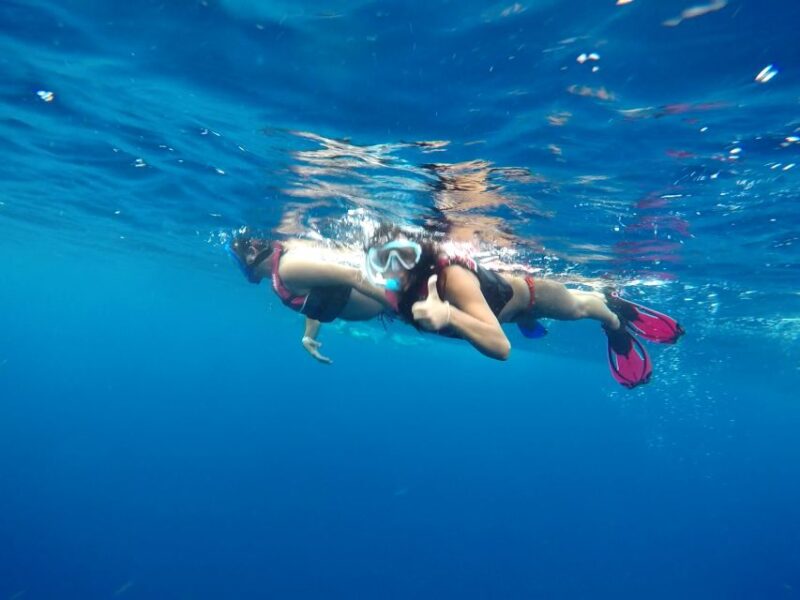 Tulum-Akumal: Swimming With Whale Sharks Tour - Key Points