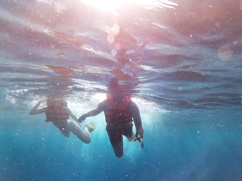 Tulum-Akumal: Swimming With Whale Sharks Tour - Tour Duration and Pricing