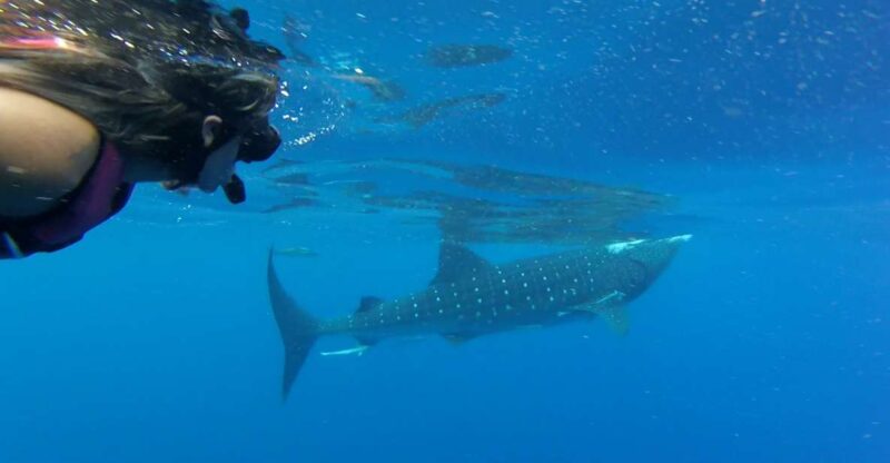 Tulum-Akumal: Swimming With Whale Sharks Tour - Group Size and Language