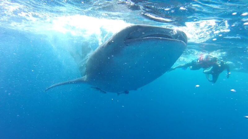 Tulum-Akumal: Swimming With Whale Sharks Tour - Cancellation Policy