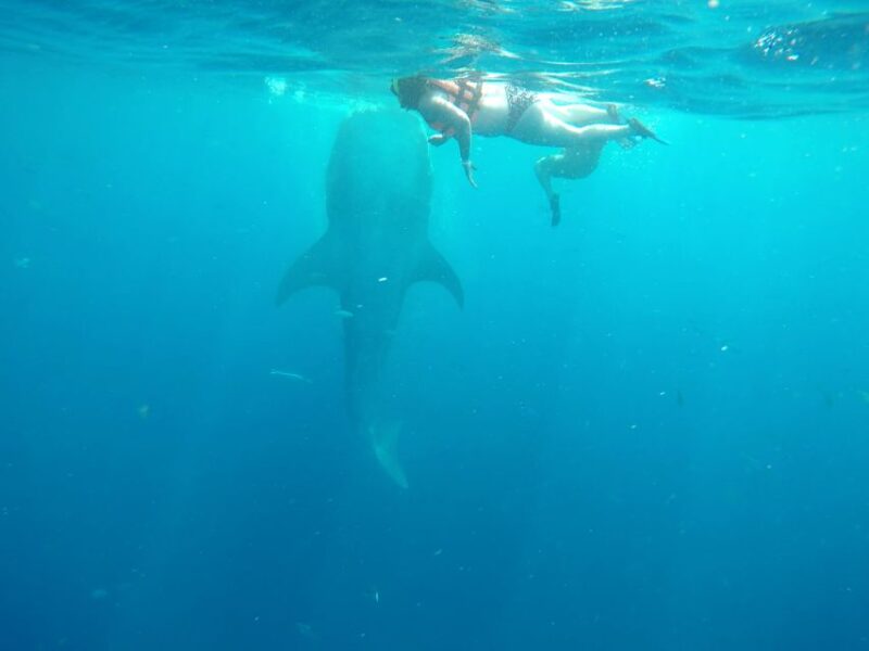 Tulum-Akumal: Swimming With Whale Sharks Tour - Frequently Asked Questions