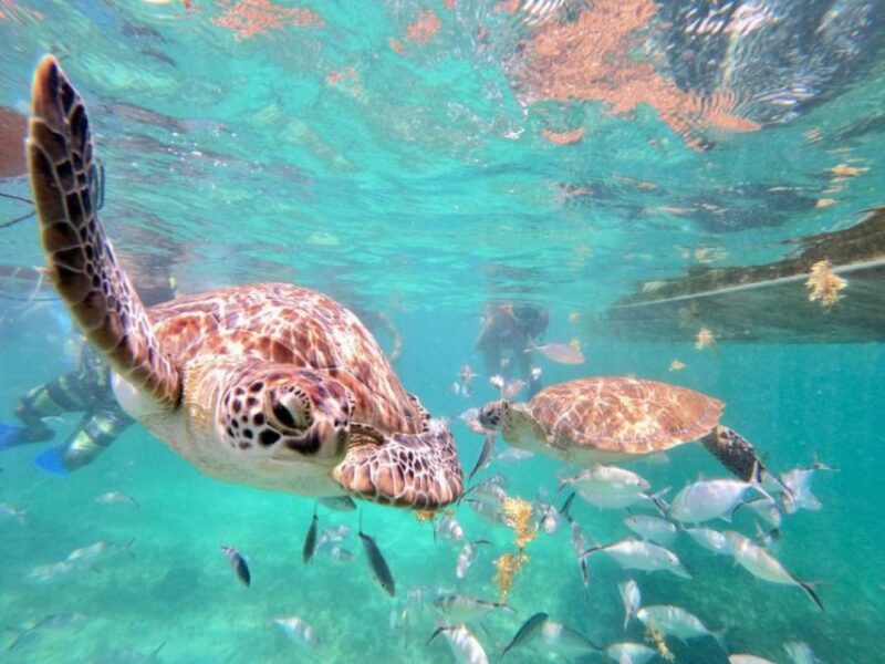 Tulum: Akumal Turtles and Cenote Swim Private Tour - Key Points