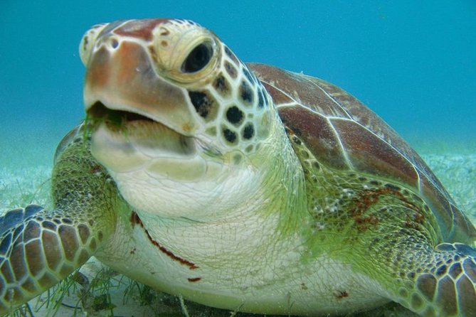 Tulum and Akumal From Cancun - Snorkeling and Marine Life Exploration