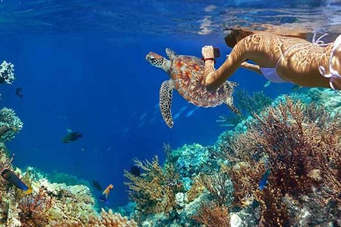 Tulum Area Experiences Guided Snorkeling Tour - Casa Cenote + Ocean Reef & Lunch - Included Equipment and Amenities